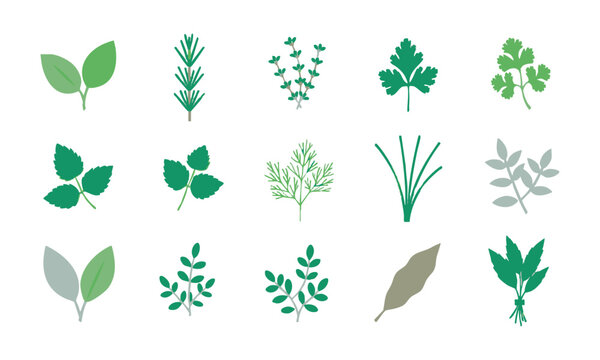 Garden Herbs Leaf Illustration Collection.