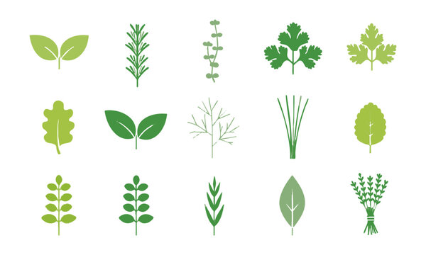 Healthy Cooking Herbs Collection.