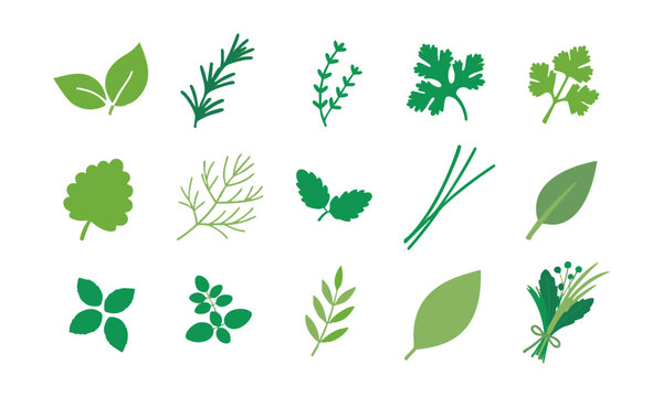 Fresh Botanical Herb  Leafs Collection.