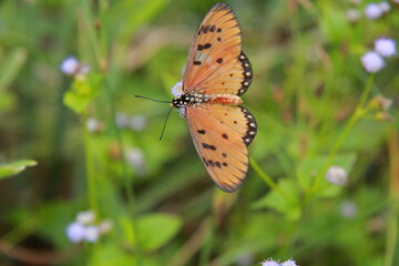 a butterfly on the wildflowers © Sang