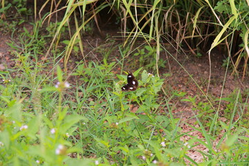 a butterfly on the wildflowers © Sang