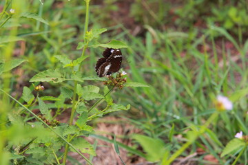 a butterfly on the wildflowers © Sang