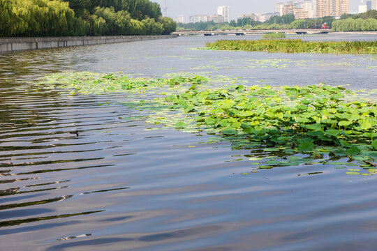 Urban Wetland Park in Summer