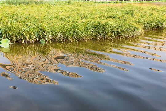 Urban Wetland Park in Summer
