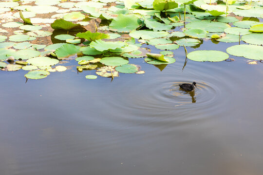 Urban Wetland Park in Summer