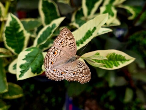 Junonia atlites, commonly known as the grey pansy butterfly, perched gracefully on a green leaf. This delicate butterfly is recognized by its pale grey wings adorned with intricate eye spots 