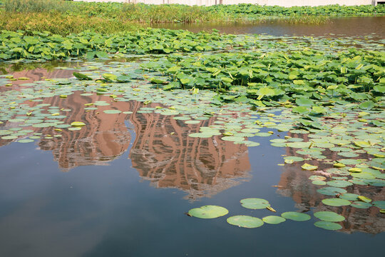 Urban Wetland Park in Summer