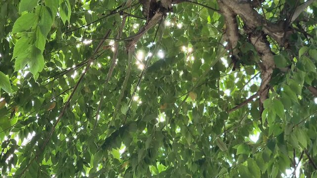 Sunlight Filtering Through Lush Green Tree Canopy Low Angle View