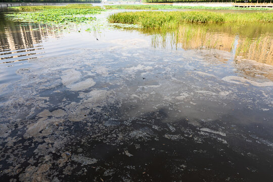 Polluted wetlands in the city