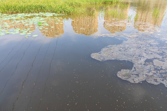 Polluted wetlands in the city
