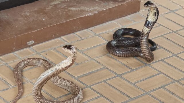 Two Black Cobras Slithering on tiled in houuse