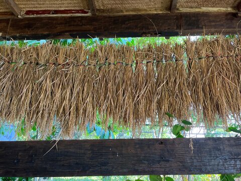 Row of Dried Rice Straw Bundles Hanging Under Wooden Roof of Traditional Barn