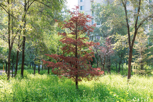 A withered pine tree in a park in summer.