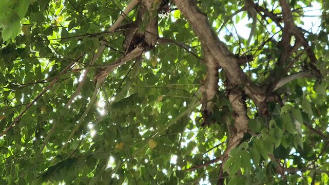 Sunlight Filtering Through Lush Green Tree Canopy Low Angle View