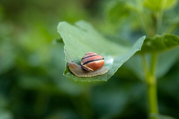 Garden pest snail. Brown Garden Snail on Fresh Leaf © Ирина Санжаровская