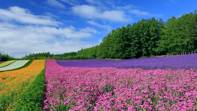 ファーム富田の花畑