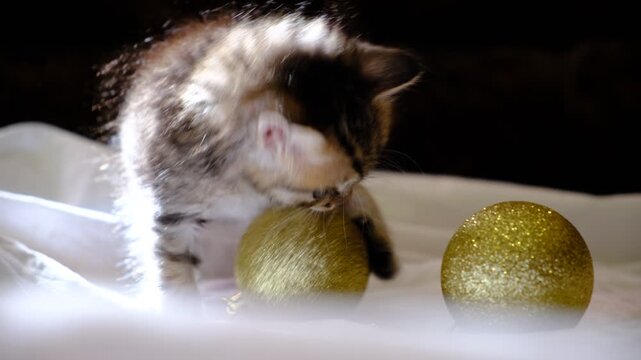 Cute little kitten with Christmas decorations, baubles, preparing for decorating Christmas tree. Funny Pampered Pets. Cozy holidays at home. Merry Christmas and Happy New Year.