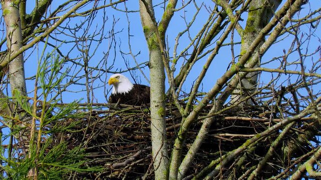 Majestic bald eagle lands in its nest amidst a tangle of tree branches