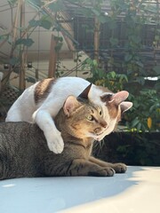 cat couple - white and tabby © sai.w