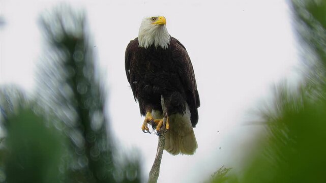 Majestic bald eagle perched on a branch, surveying its surroundings with keen eyes