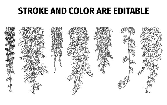 Hand drawn hanging plants line art set, black and white botanical vine illustrations, editable vector climbing plant elements for interior decor