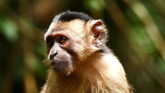 Close-up portrait of a capuchin monkey looking alert in the jungle