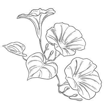 Botanical Sketch Morning Glory Flower Line Art Illustration