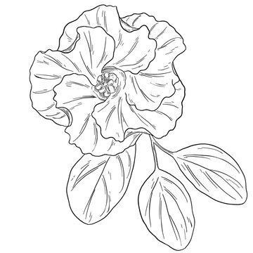 Botanical Sketch Hibiscus Flower Line Art Illustration