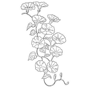 Botanical Sketch Morning Glory Flower Line Art Illustration
