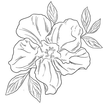 Botanical Sketch Hibiscus Flower Line Art Illustration