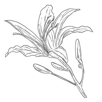 Botanical Sketch Lily Flower Line Art Illustration