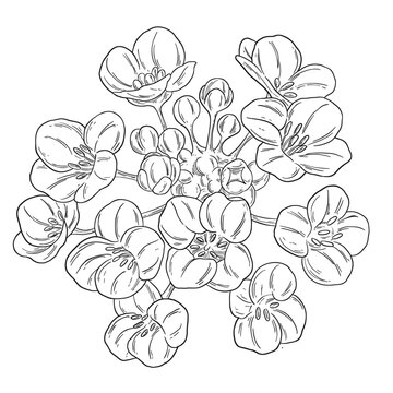 Botanical Sketch Sweet Alyssum Flower Line Art Illustration