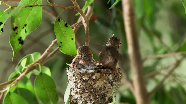 Tiny hummingbird chicks huddle together in a cozy nest on a leafy branch