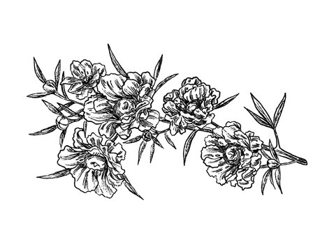 Manuka kanuka flower set botanical sketch illustration	