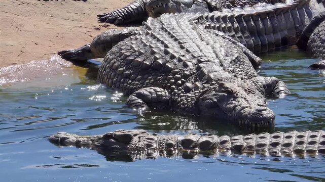 Close-up of crocodiles basking in shallow water near sandy shore