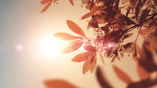 Summer time. Sunlight filtering through autumn leaves, creating a warm glow against a soft blue sky in a serene natural setting. luxury seasonal visual