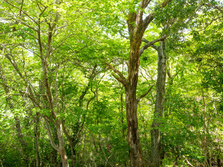 Fototapeta premium 鮮やかな新緑が広がる夏の森