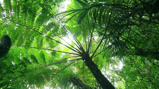 マルハチの石門の森