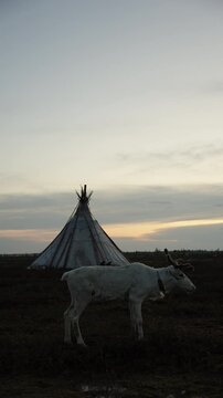 Reindeer by Traditional Tent at Arctic Dusk