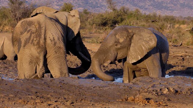 Herd of elephants enjoying a refreshing mud bath in the African wilderness