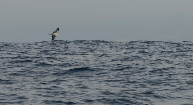 A Cory&rsquo;s shearwater, Calonectris borealis, glides low over the Atlantic Ocean off the coast of Tenerife, showcasing its distinctive long wings and effortless flight above the open sea