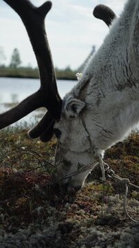 Reindeer grazing on tundra lichen by a northern lake, close-up vertical