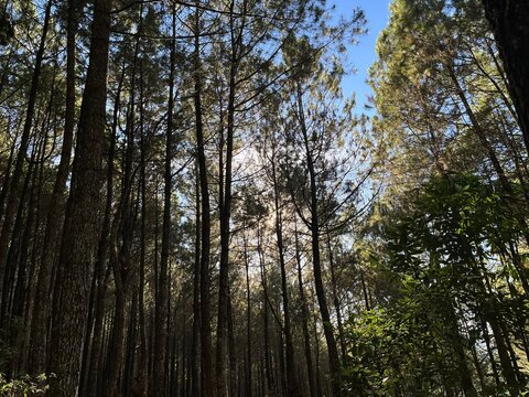 Low angle view looking up at tall pine trees in a mountain forest, with bright sunlight beaming through canopy branches against a clear blue sky.