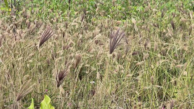 ​Feathery Wild Grass Field Swaying Gently in the Wind under Daylight