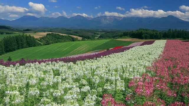 四季彩の丘のクレオメと十勝岳連峰