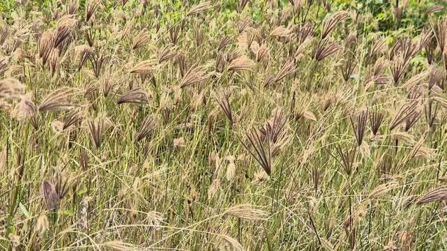​Feathery Wild Grass Field Swaying Gently in the Wind under Daylight