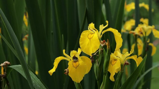 A bumblebee collects pollen from a yellow iris in an Italian garden with Mediterranean vegetation in soft natural light. Spring