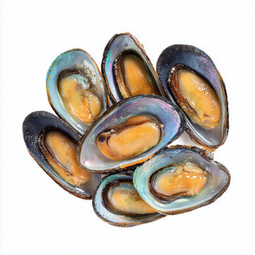 Fresh Steamed Mussels in Shells Isolated on White