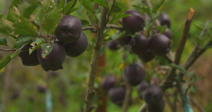 Annapurna Circuit, Manang, Nepal, close-up camera shot of a dark ripe Black Diamond apple hanging on a tree branch at a high altitude orchard.