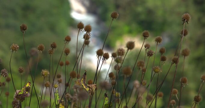 Annapurna Circuit, Manang region, Nepal, close-up camera shot of dried wildflowers on stalks swaying gently with a blurred mountain river rushing in the background.